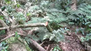 Árvore de Palmito Juçara Derrubada