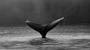 Cauda da baleia fora d'água