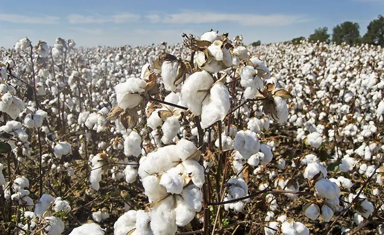 Algodão