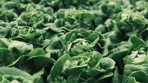Plantação de repolho