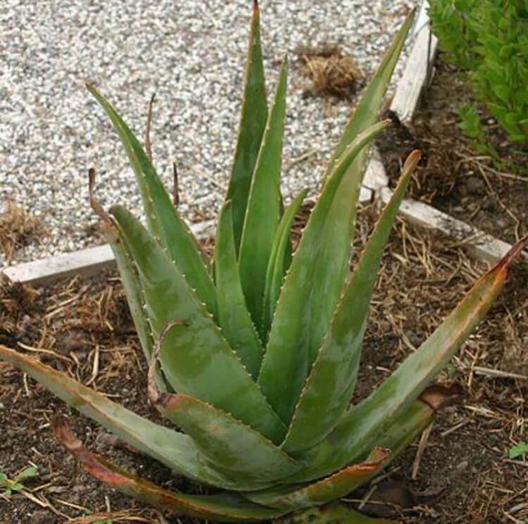 Aloe vera ou Babosa (Aloe barbadensis)