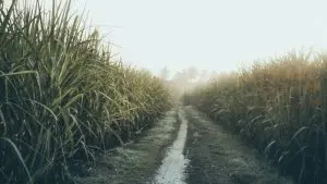 Plantação de cana-de-açúcar.