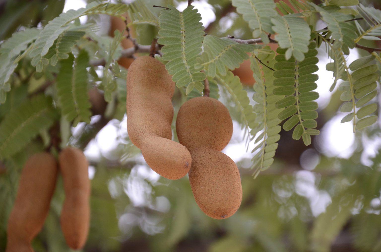 Tamarindo Benefícios E Para Que Serve Ecycle