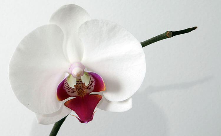 Orquídea borboleta (Phalaenopsis)