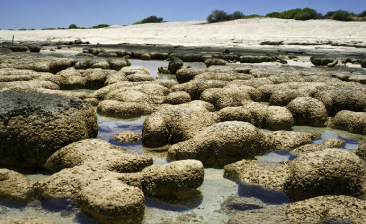 Austrália: estromatólitos (micro-organismos que vivem nas rochas) têm de dois mil a três mil anos