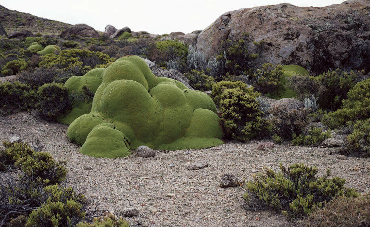Chile: no Deserto do Atacama, a planta Azorella compacta, da família das Apiaceae, possui cerca de três mil anos