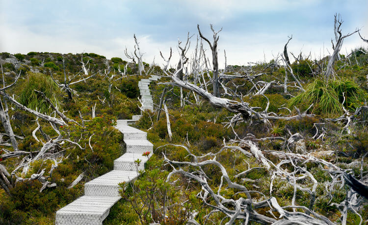 Austrália: Mount Red, na Tasmania, tem pinheiros-de-huon mortos aos 10,5 mil anos