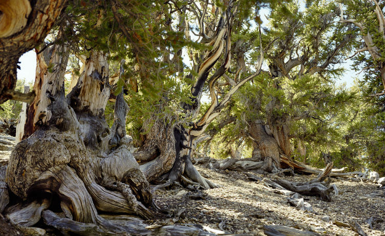 Estados Unidos: na Califórnia, pinheiro Bristlecone tem mais de cinco mil anos