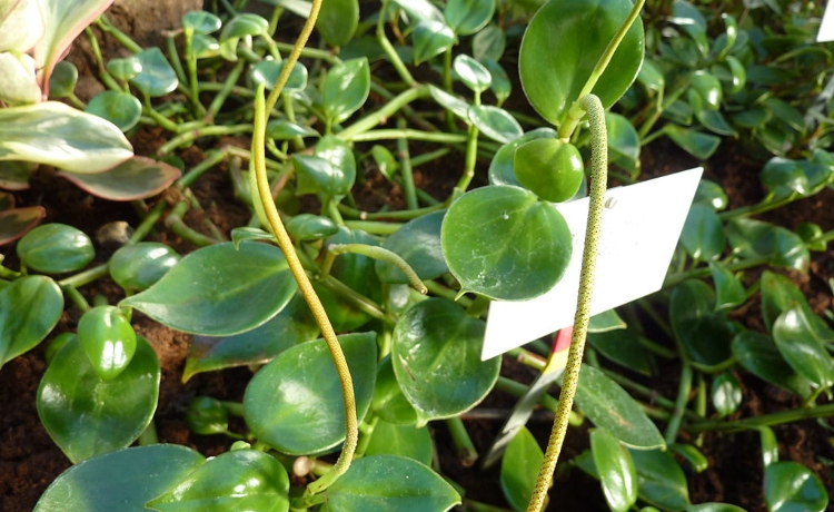 peperomia