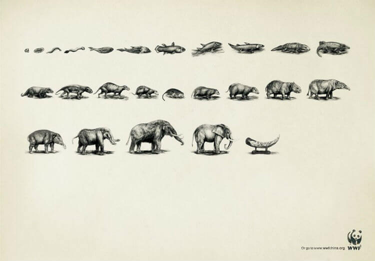Evolução do elefante