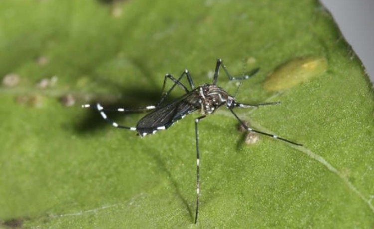 Aedes aegypti Aedes aegypti