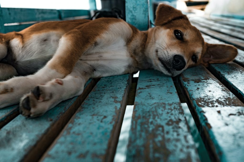 Adoção de cachorro