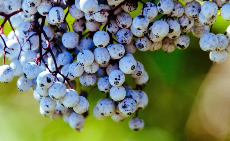 esfoliação com farinha de semente de uva