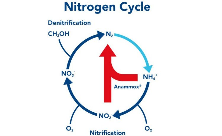 ciclo do nitrogênio