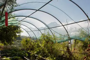 Curso de hortas orgânicas #9