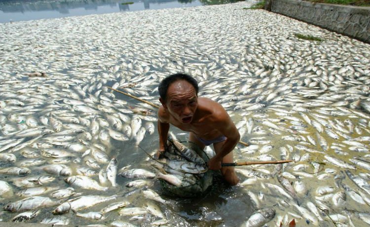 provincia de Hubei. Trabalhador removendo peixes mortos do rio