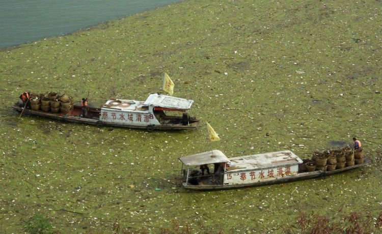 trabalhadores removendo lixo do rio Yangtze