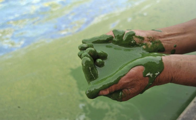 Pescador com as palmas cobertas de uma mistura de água e alga