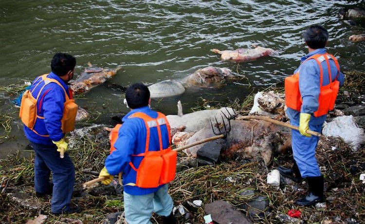 Porcos mortos retirados do rio Huangpu