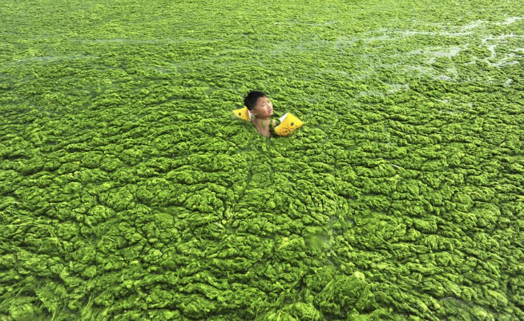 Menino nada em rio repleto de algas em Qindao, na província de Shandong