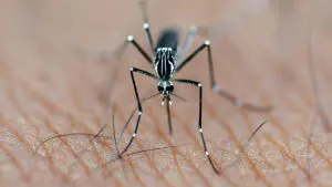 mosquito da dengue na pele