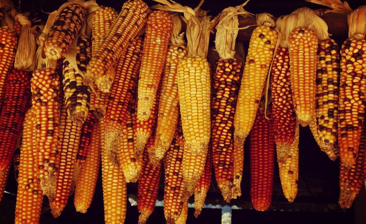 Alimentos ricos em fibras Alimentos ricos em fibras