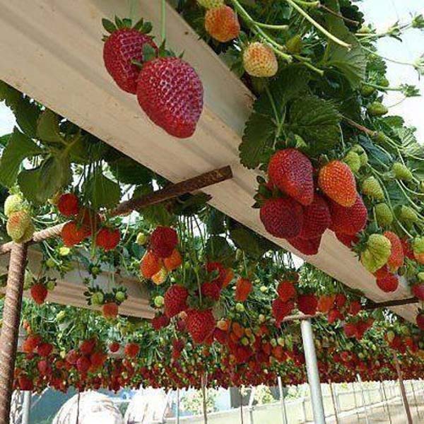 Plantação morango