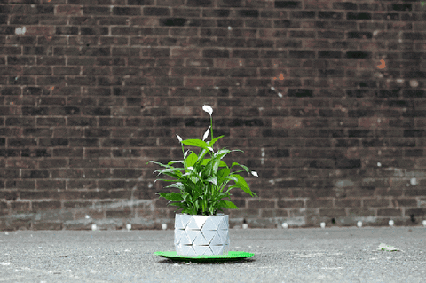 Growth: o vaso que cresce junto com a planta
