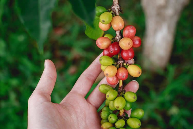 café verde