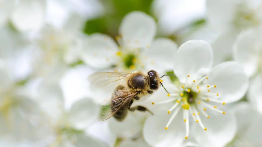 abelha pousada na flor