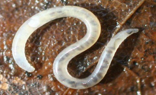 Enquitreídeos (Enchytraeidae)
