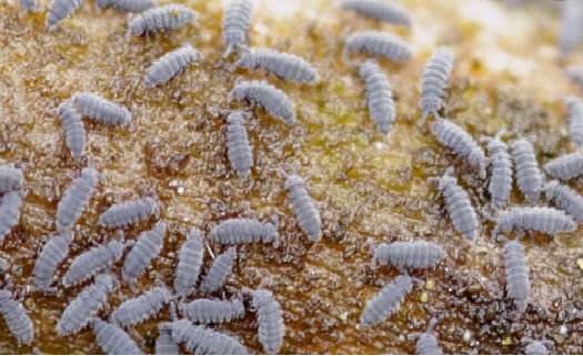 Colêmbolos (Collembola)