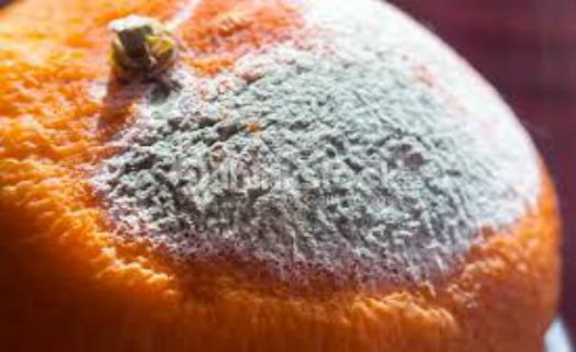 Laranja com fungo de cor azul-esverdeada Laranja com fungo de cor azul-esverdeada