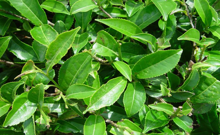 Folhas da Camellia sinensis Camellia sinensis