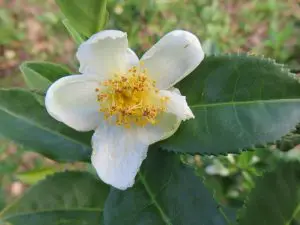 camellia-sinensis