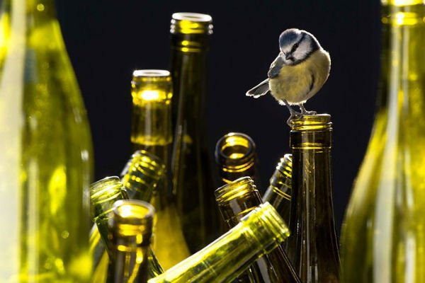 Pássaros em garrafas