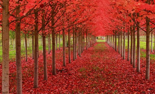 St. Louis, Oregon, Estados Unidos