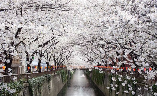 Nakameguro, Tóquio, Japão