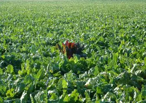 Plantação com OGM e transgênicos