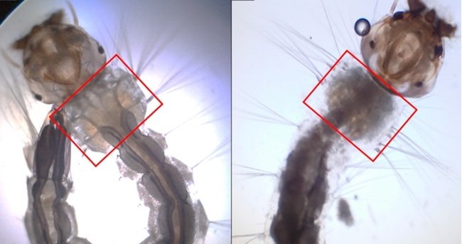 Larva da cana-de-açúcar
