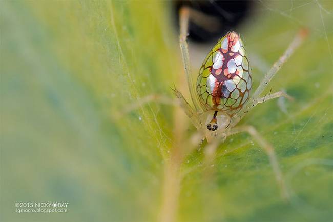 Aranha