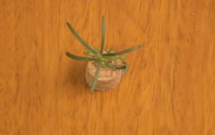 Planta na rolha