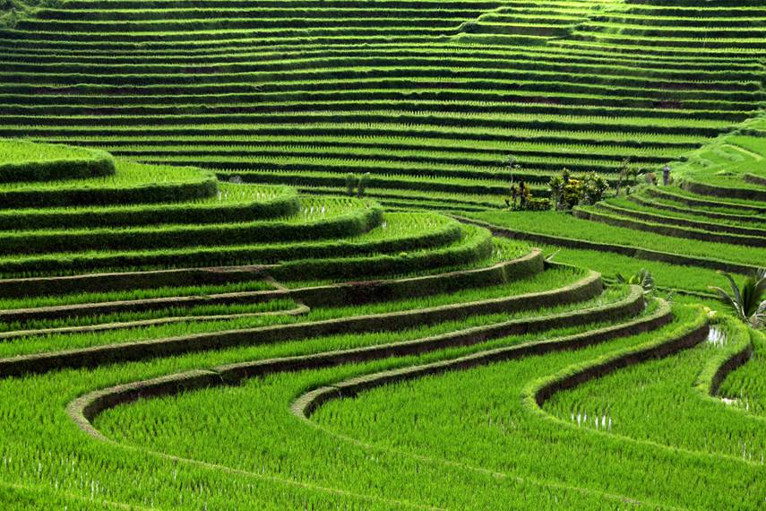 Plantações de arroz, Bali, Indonesia