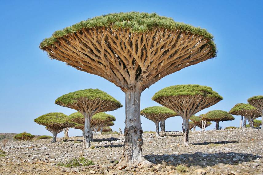 Árvores de sangue do dragão, Socotra, Yemen