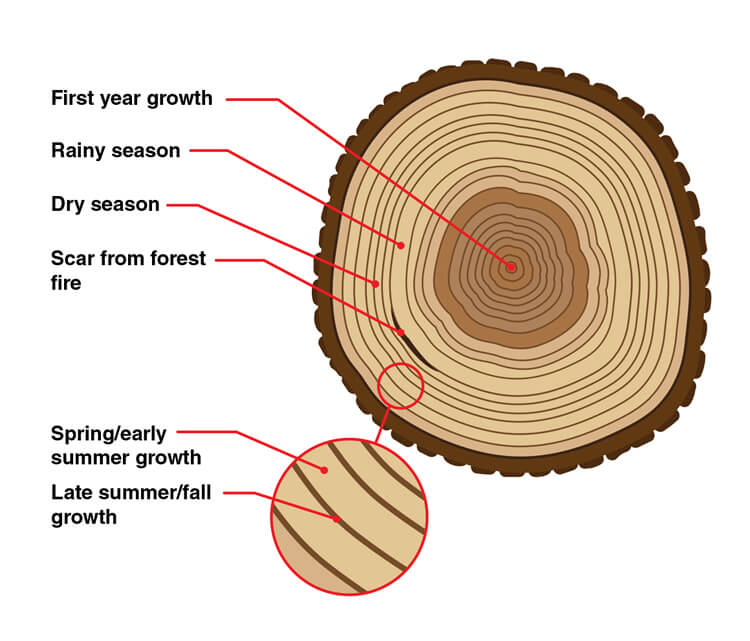 Explicação dos anéis concêntricos de árvores