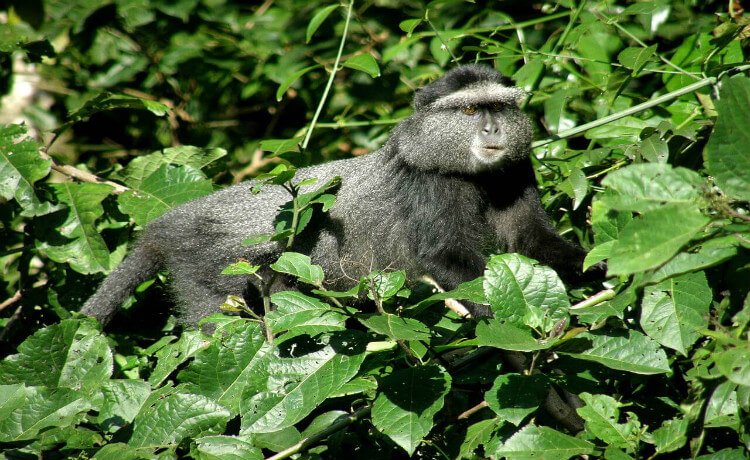 Floresta Kakamega, Quênia