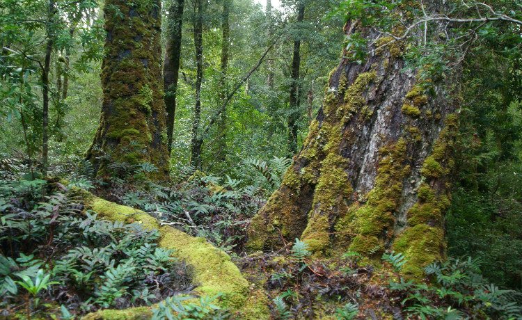 Floresta de Tarkine, Austrália