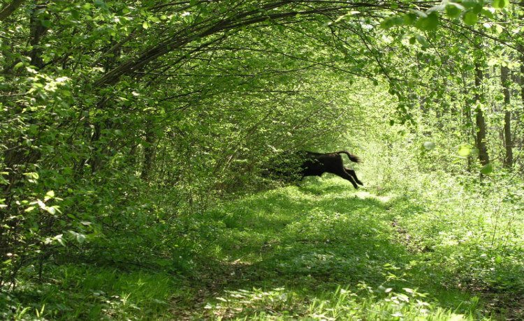 Parque Nacional de Białowieża, Polônia e Bielorrússia