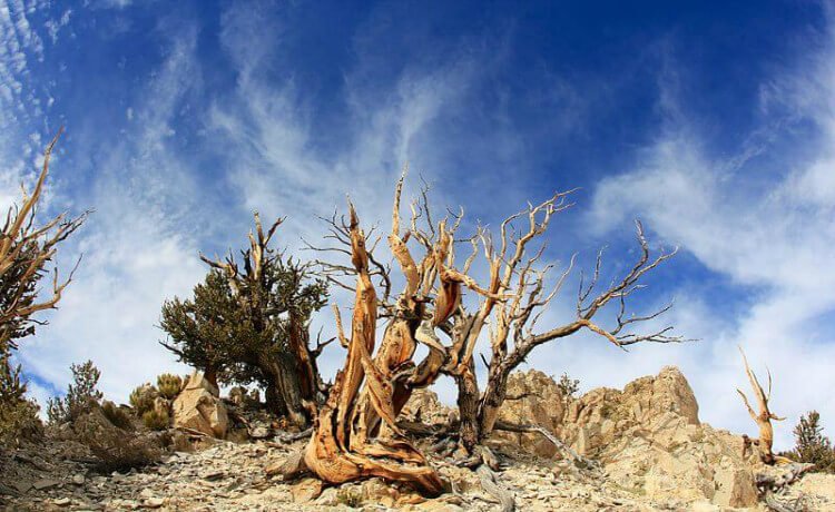 Ancient Bristlecone Pine Forest, Califórnia, Estados Unidos