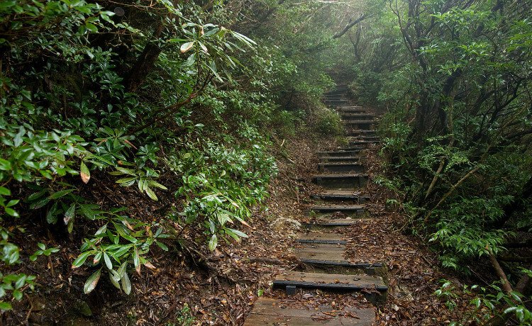 Floresta de Yakushima, Japão
